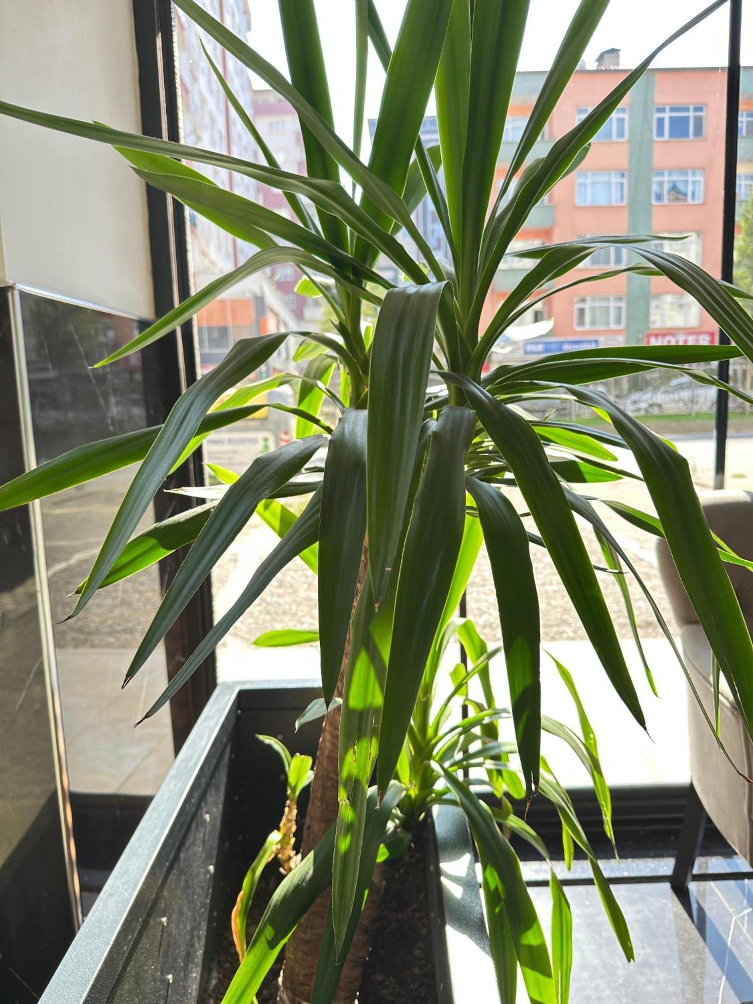 Bazalt Apart Hotel Trabzon Ngoại thất bức ảnh